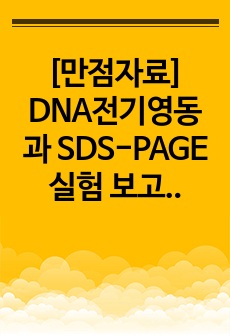 [만점자료] DNA전기영동과 SDS-PAGE 실험 보고서